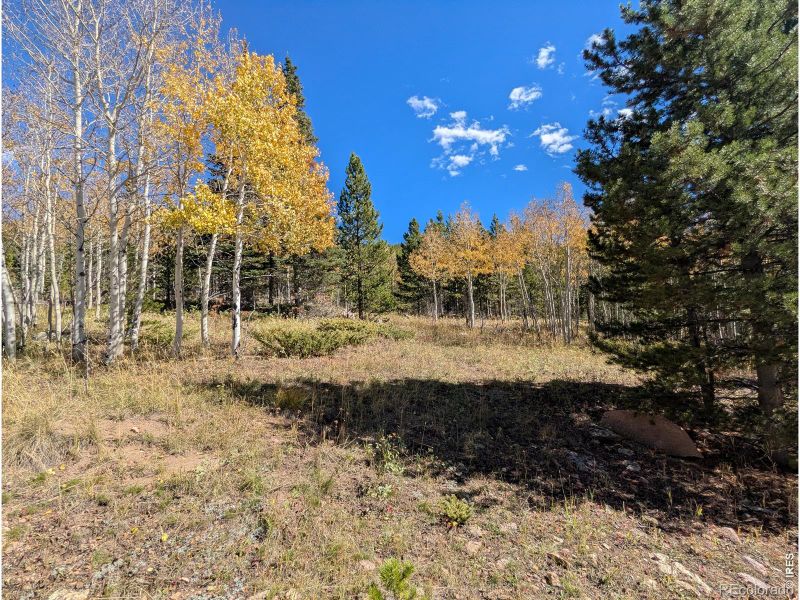2174 Bear Gulch Rd, Red Feather Lakes, CO 80545