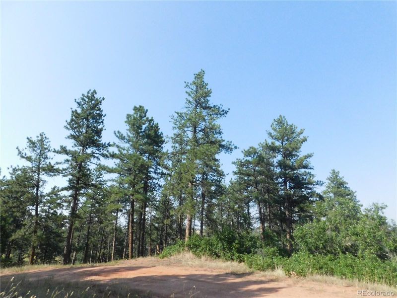8122 Acoma Dr, Larkspur, CO 80118
