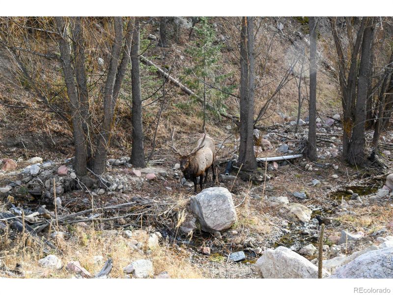 416 Black Creek Dr, Glen Haven, CO 80532