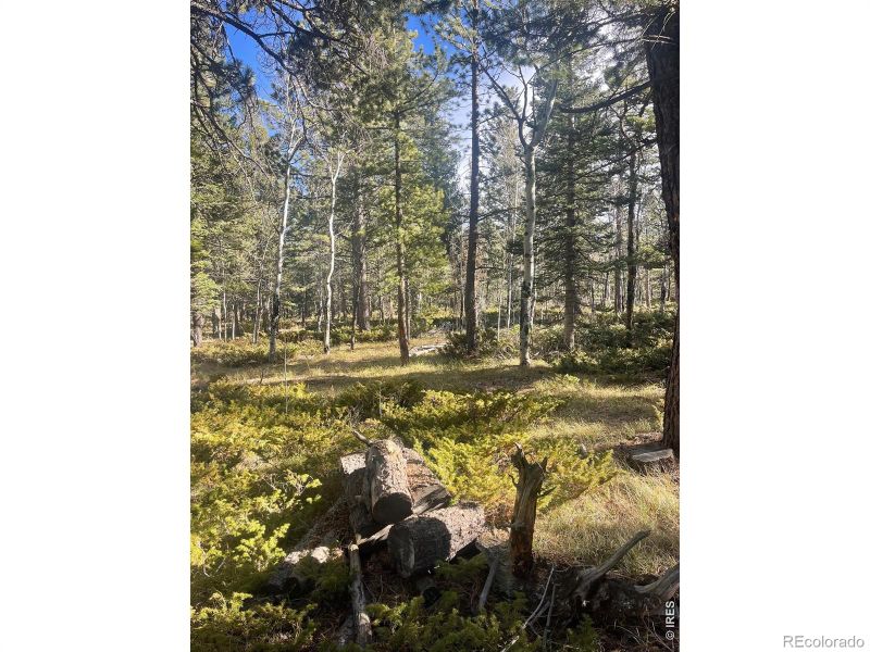 399 N Skinner Rd, Allenspark, CO 80510