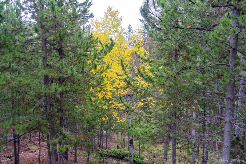 240 Deer Rd, Evergreen, CO 80439