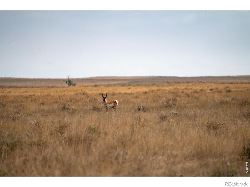 0 Cr 90 140 Ac, Ault, CO 80610