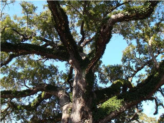 6 Hampden Ct, Charleston, SC 29403