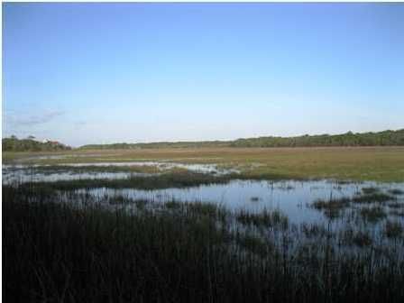 129 Jungle Rd, Edisto Beach, SC 29438