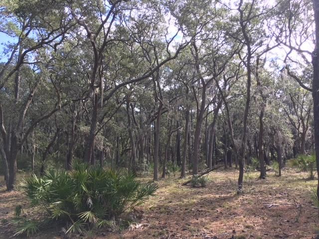 4-F Creek View Ct, Edisto Island, SC 29438