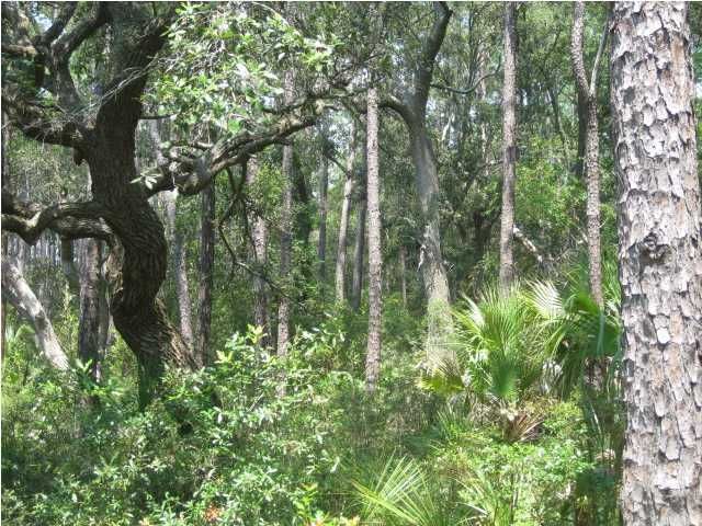 38 Crawford Island Ln, Edisto Island, SC 29438