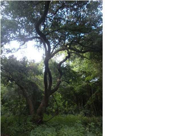 7188 Toogoodoo Rd, Meggett, SC 29449
