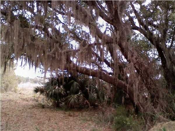 3 Romain Rd, Mcclellanville, SC 29458