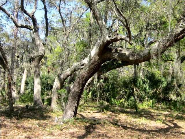 8811 Palmetto Rd, Edisto Beach, SC 29438