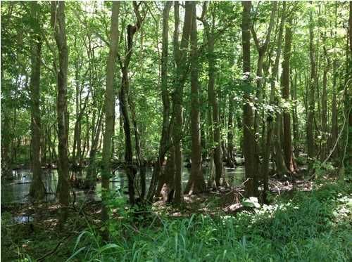 0 Tree Top Ln, Cross, SC 29436