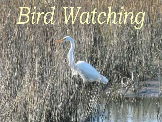 0 Palmetto Rd #35db, Edisto Island, SC 29438