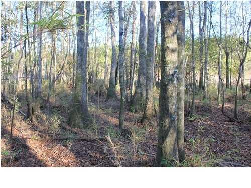 1 School Bus Dr, Jamestown, SC 29453