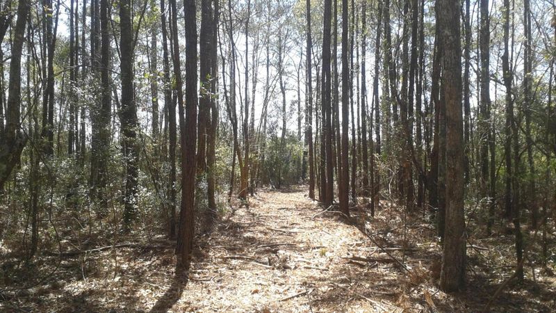 50 Cape Island Dr, Awendaw, SC 29429