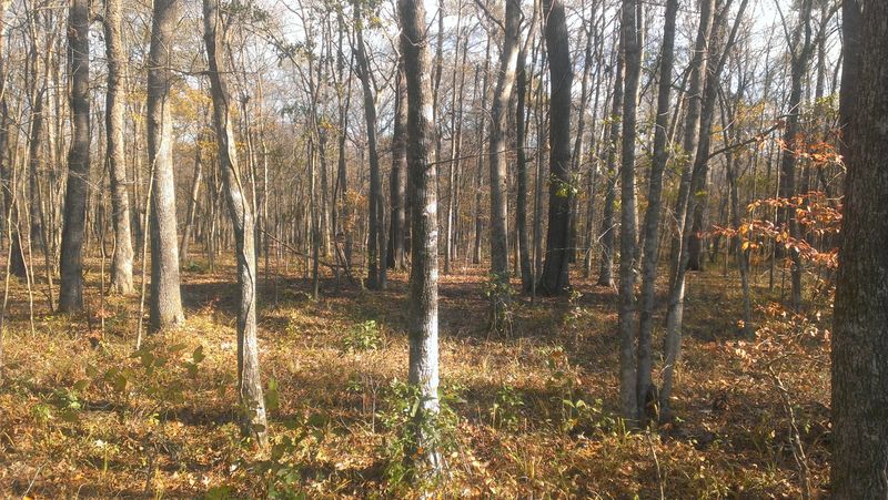 0 Glenn Haven Ln, Moncks Corner, SC 29461