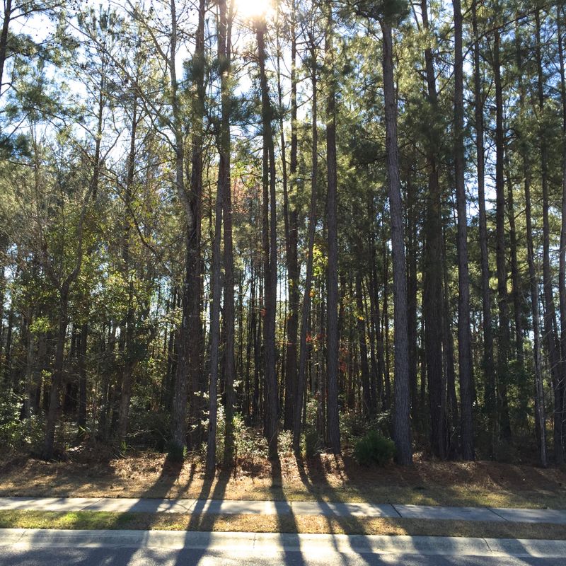 291 Commonwealth, Mount Pleasant, SC 29466