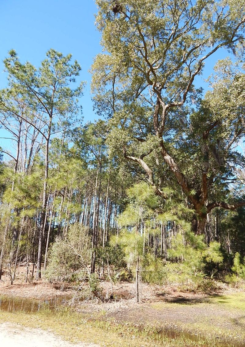 8248 Crooked Creek, Edisto Island, SC 29438