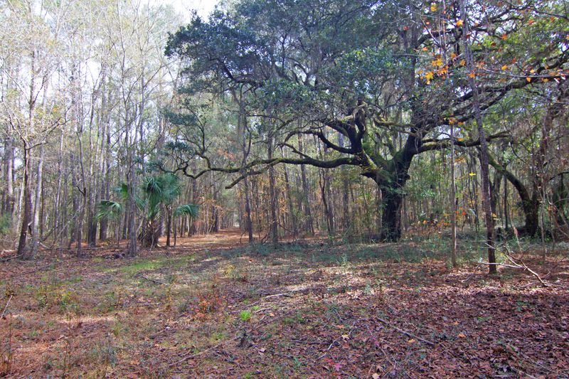0 Leadenwah Dr, Wadmalaw Island, SC 29487