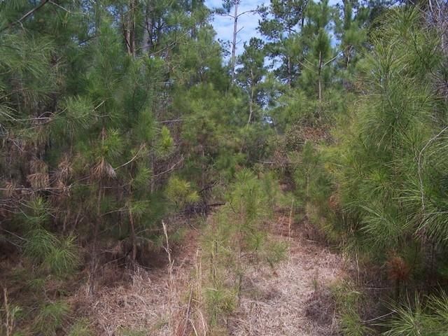 0 Us Hwy 52, Bonneau, SC 29431