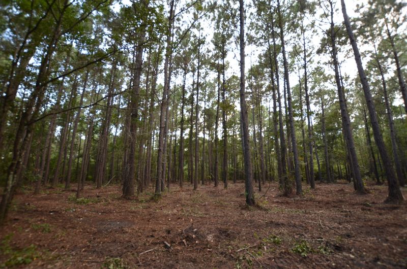 1 Mouzons Bluff Rd, Mcclellanville, SC 29458