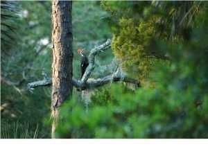 Lot B River Rd, Johns Island, SC 29455