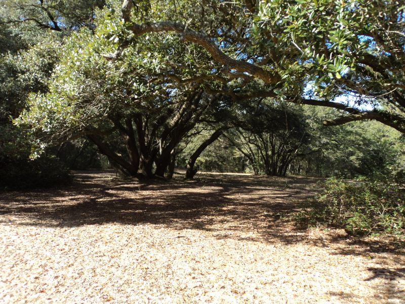 2547 Cherry Point Rd, Wadmalaw Island, SC 29487