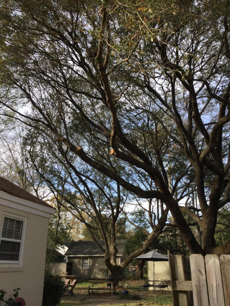 6 Lyttleton St, Charleston, SC 29407