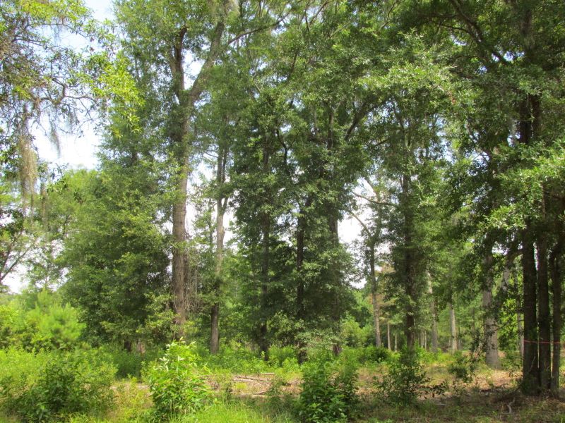 A4 Palmetto Rd #A-4, Edisto Island, SC 29438
