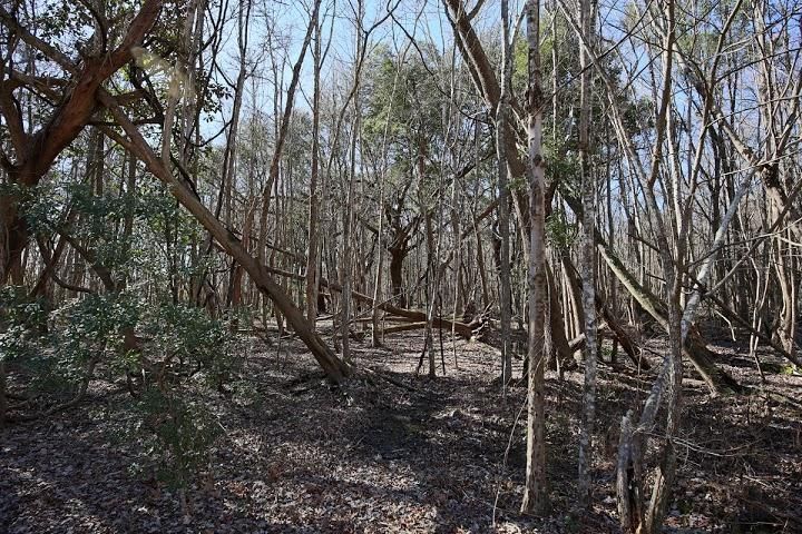 4463 Chisolm Rd, Johns Island, SC 29455