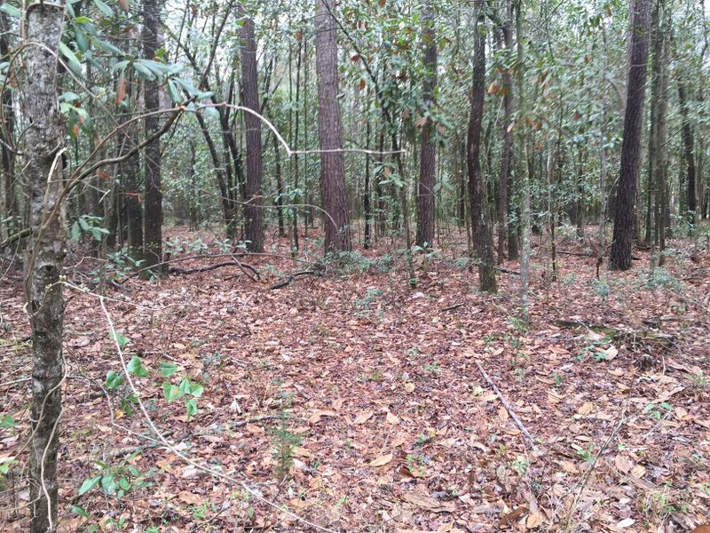 A-1 Shepard Ave, Summerville, SC 29483