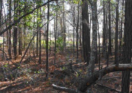 0 Renau St, Summerville, SC 29483