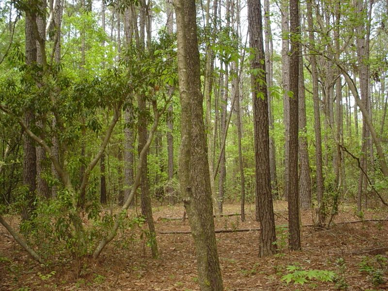 O Elm St, Moncks Corner, SC 29461