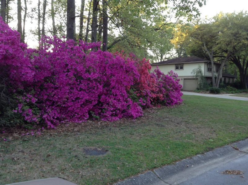 1 Trail Hollow Dr, Charleston, SC 29414