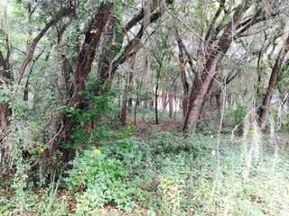 3035 Maritime Forest Dr, Johns Island, SC 29455