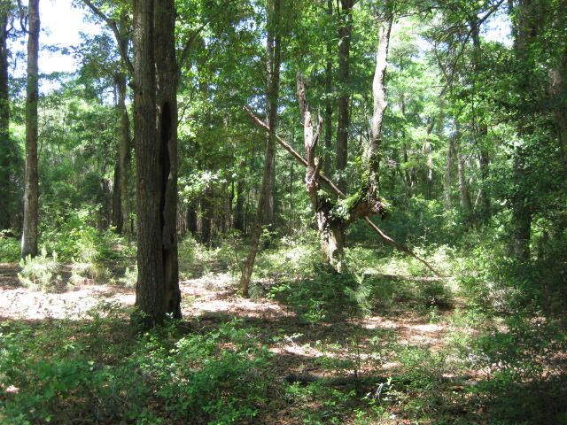9 Brownleaf Dr, Edisto Island, SC 29438