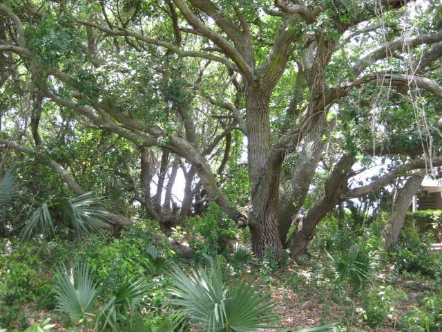 3304 Palmetto Blvd, Edisto Beach, SC 29438