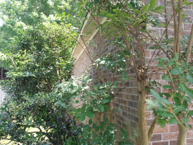 1119 Starwood Ct, Charleston, SC 29412
