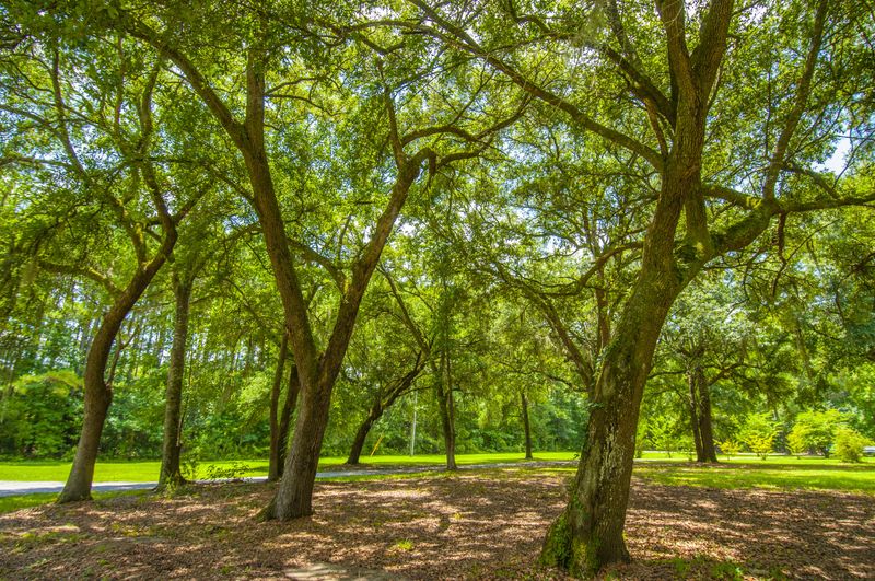 5626 Salters Hill Rd, Ravenel, SC 29470