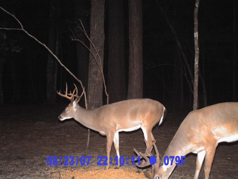 10 Toogoodoo Rd, Meggett, SC 29449