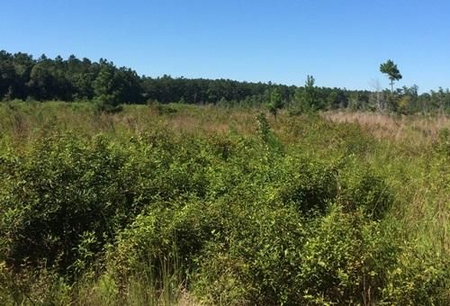 0 Highway 17a, Bonneau, SC 29431
