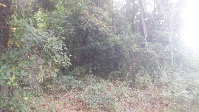 2613 Doyle Ave, North Charleston, SC 29405