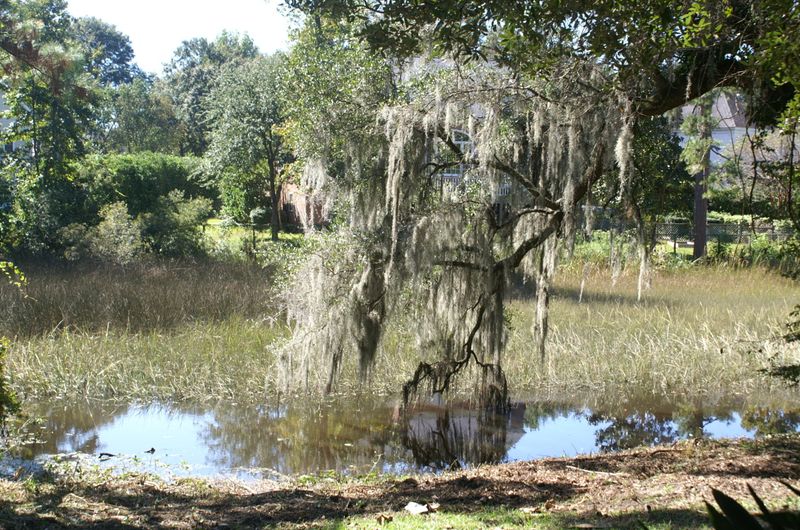 443 Hobcaw Dr, Mount Pleasant, SC 29464