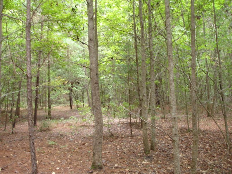 5350 Hwy 174, Adams Run, SC 29426