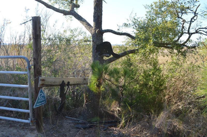 8730 Raccoon Island Rd, Edisto Island, SC 29438