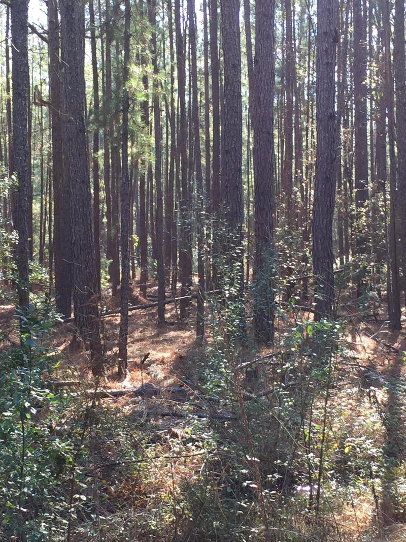 1614 Wellington Dr, Moncks Corner, SC 29461