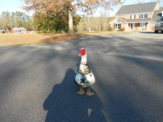 0 Chaussee Blvd, Summerville, SC 29483