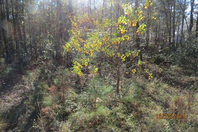 115 Lady Pom Ln, Moncks Corner, SC 29461