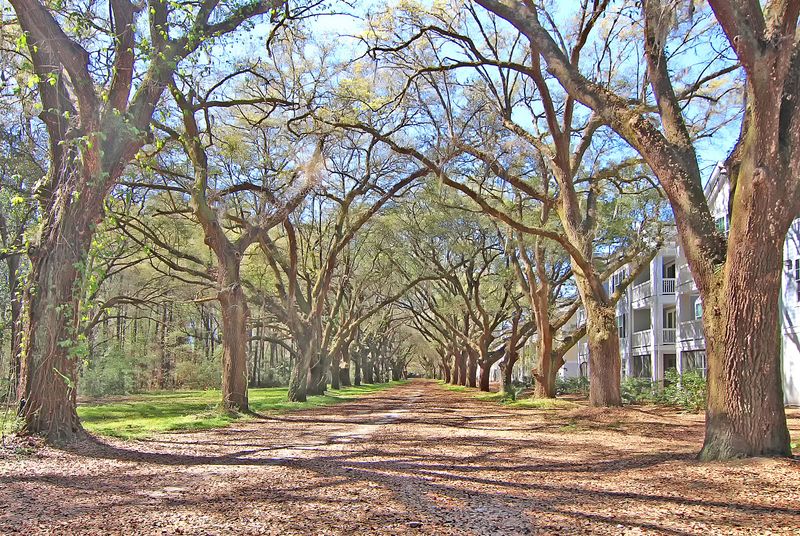 60 Fenwick Hall Allee #631, Johns Island, SC 29455