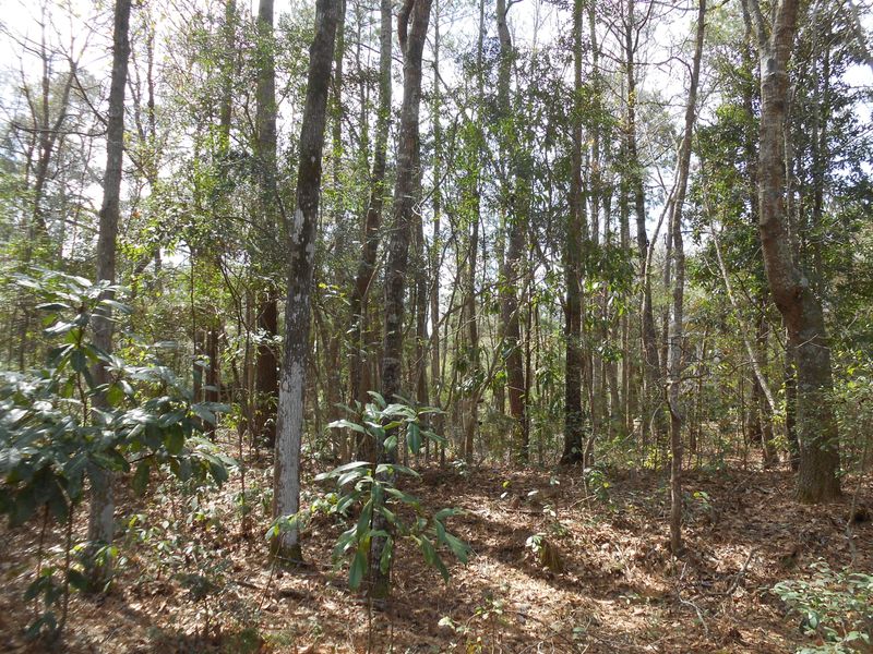0 Oak Cv, Hollywood, SC 29449