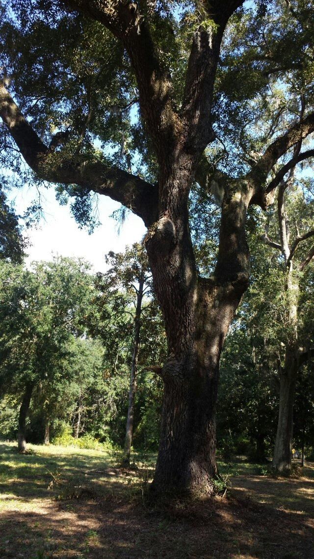 D1 Sharkhole Rd, Meggett, SC 29449
