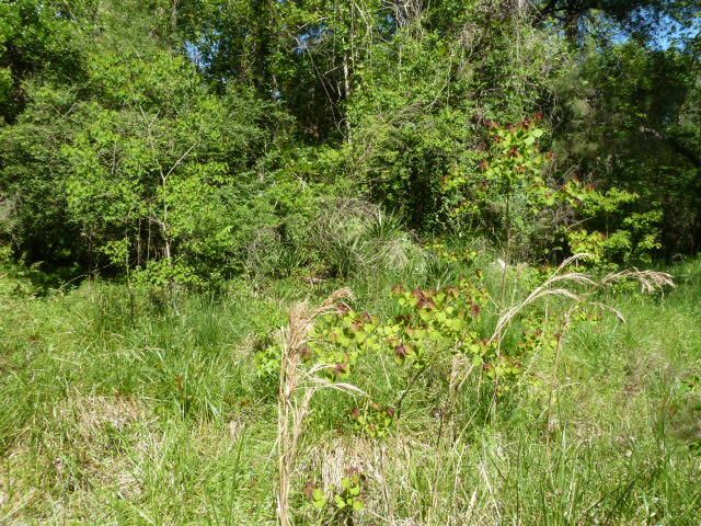 126 Crawdad Ct, Moncks Corner, SC 29461